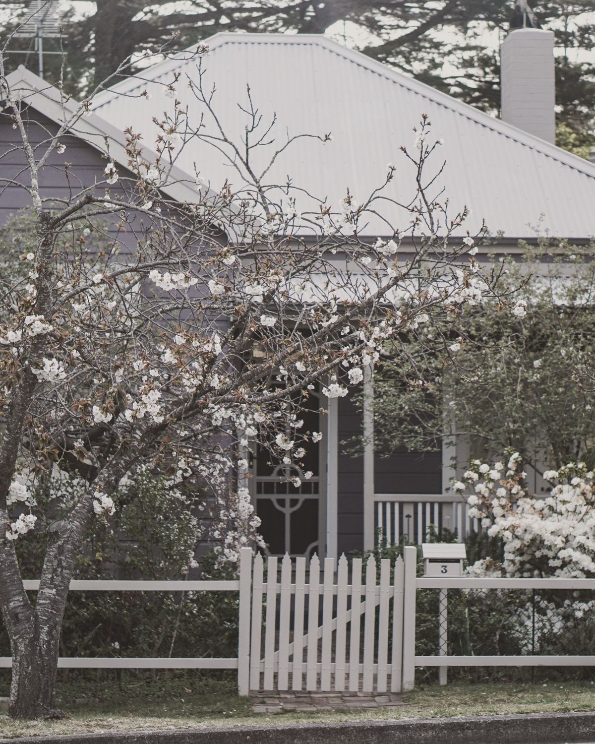 Classic Australian weatherboard home with white picket fence on a leafy street